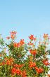 Cape Honey Melianthus flowers