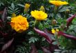 Marigolds on the Flowerbed