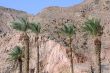 Palm Trees and Mountains in Eilat