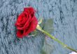 Red Rose in the Winter