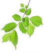 Branch of green leaves