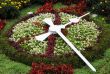 Flower Clock