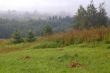 Foggy Morning Landscape