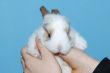 brown baby bunny