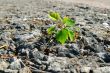 Growing Green Plant