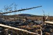 The dead trees