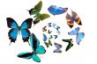 several butterflies 