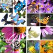 collage  of butterflies