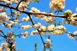 white cherry blossoms