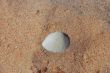 white shell