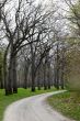 Walkway between trees