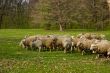 Flock of sheep grazing