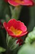 Red Flower