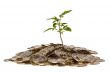 Coins and Plant