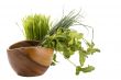 Healthy Green Food