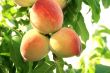 Peach tree