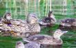Mallard duck with chicks
