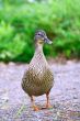 Female Mallard Duck