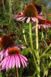 Echinacea purpurea