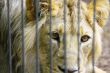 Lion in the Zoo