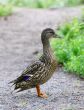 Female Mallard Duck