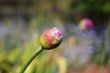 Allium bud