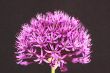 Allium