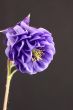Aquilegia