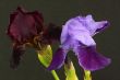 dark and light purple bearded iris 