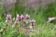 Red dead nettle lamium purpureum
