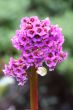 Bergenia cordifolia
