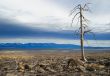 Old dead trees