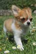 puppy chihuahua