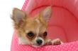 puppy chihuahua