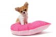 puppy chihuahua