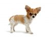 puppy chihuahua