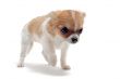 puppy chihuahua
