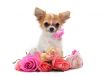 puppy chihuahua and flower