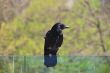 black crow