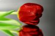 red flower
