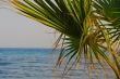 palm and sea