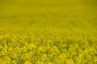 canola field