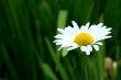Bright white and yellow daisy