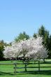 Flowering spring tree