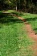 Trail through the woods