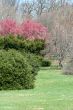 Lush trees and bushes