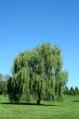 Weeping willow tree