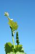 Grape vineyard in springtime