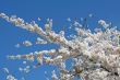 Flowering spring tree