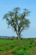 Lone tree in a field